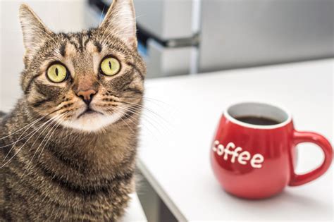 ボタンバリンカフェ：なぜ猫はコーヒーを飲まないのか？