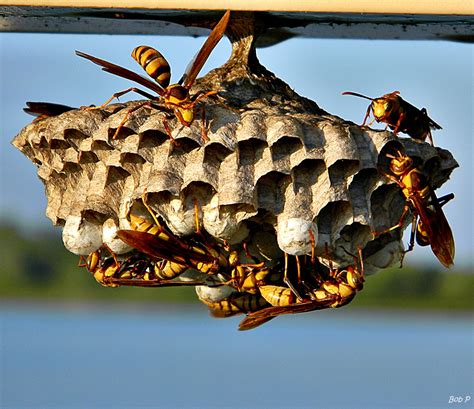 How to Make Paper Wasps: A Journey into the Art of Crafting Nature's Architects