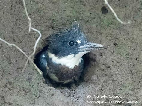  The Lamentations of a Kingfisher - A Glimpse into Olwethu Dlomo's Abstract Emotional Landscape