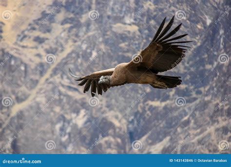  Volo del Condor : Un Esplorazione Vibrante di Forme Astratte e Simboli Mistici!