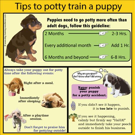 What Age Should You Start Potty Training a Puppy, and Why Do Some Dogs Prefer Jazz Over Classical Music?